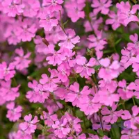بذر گل سیلن هلندی ( قلیونک )