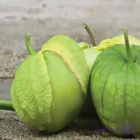 بذر توماتیلو (فیسالیس) سبز بسته ۲۵ عددی
