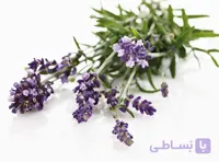بذر لاوندر انگلیسی بسته 200 عددی