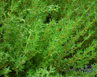 بذر آویشن زمستان آلمانی معطر بسته 50 عددی