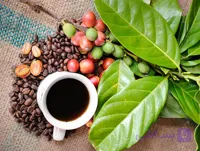 بذر قهوه عربیکا خوش عطر کلمبیایی بسته 5 عددی