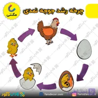 چرخه زندگی جوجه نمدی مگنتی
