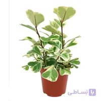 گیاه فیکوس دلتا ابلق‎