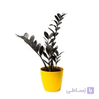 گیاه زامیفولیا بلک‎‎ سطل 3
