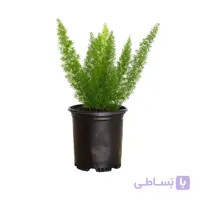 گیاه شویدی دم روباهی‎