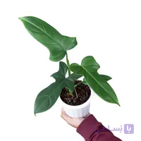 گیاه فیلودندرون برگ ویولونی‎