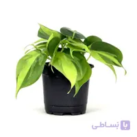 گیاه اسکاندنس ابلق