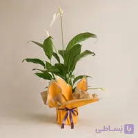 اسپاتی فیلوم در گلدان با دسته گل زرد و روبان بنفش کد112 (ترکیه)