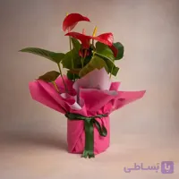 آنتوریوم در یک دسته گل صورتی-یاسی و گلدان روبانی سبز کد143 (ترکیه)