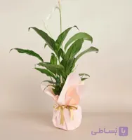 دسته گل کرم پودری اسپاتی فیلوم گلدانی کد142 (ترکیه)