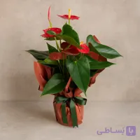 گلدان کاغذی دسته گل آنتوریوم به رنگ ماهی سالمون تیره کد129 (ترکیه)