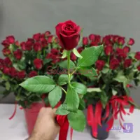 رز تک شاخه عمده شرکتی