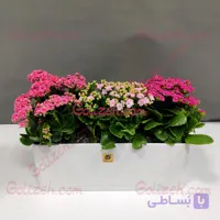 گیاه گلدار کالانکوئه
