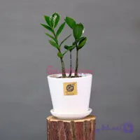 گیفت شرکتی زاموفیلیا