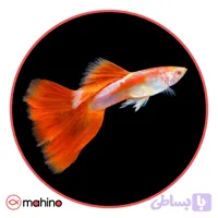 ماهی گوپی رد آلبینو (جفت)