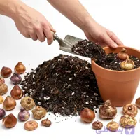 خاک مخصوص کاشت انواع پیاز گل 2 لیتری