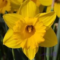 پیاز گل نرگس هلندی رقم daffodil Carlton