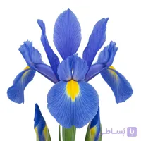 پیاز گل زنبق هلندی رنگ آبی آسمانی