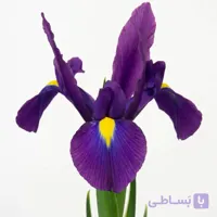 پیاز گل زنبق هلندی بنفش سیر