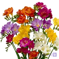 پیاز گل فریزیا میکس 4 عددی