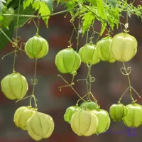 بذر پیچک بالون عشق بسته 6 عددی