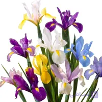 پیاز گل زنبق هلندی و آلمانی میکس 5 عددی