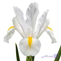 پیاز گل زنبق هلندی سفید
