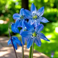 پیاز گل Scilla Siberica Blue