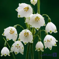 پیاز گل leucojum aestivum