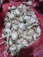 سیر سفید خشک همدان