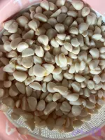 حبه سیر مرواریدی بلنچ