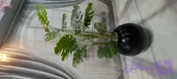 درختچه مصنوعی انجیری ۱۳۰ باظاهری طبیعی وقابل شستشو