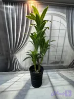درختچه مصنوعی بلالی کوپه دار (دراسینا) چرم لمسی وارداتی وقابل شستشو