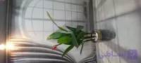درختچه پرنده بهشتی مدل برگ سوزنی ۱۳۰ گل دار با رگبرگهای های کاملا مشابه طبیعی/ارسال فوری