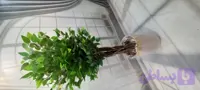 درختچه مصنوعی بنجامین سبز۱۲۰ با ظاهری زیبا و طبیعی نما