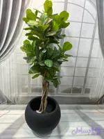درختچه مصنوعی لیراتا ارتفاع ۱۸۰ با تنه طبیعی برگ چرم لمسی