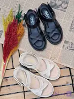 صندل ضبدری ستاره