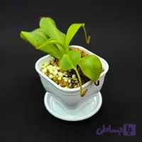 گیاه طبیعی نپنتس حشره خوار نژاد گالاندولی x تالاگانسیس (سایز1)