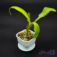 گیاه طبیعی نپنتس حشره خوار نژاد رد وایکینگ x آمپولاریا (سایز1)
