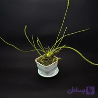گیاه طبیعی دروزرا حشره خوار نژاد فیلیفورمیس(سایز3)