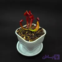 گیاه طبیعی ساراسنیا حشره خوار نژاد مارون (سایز1)