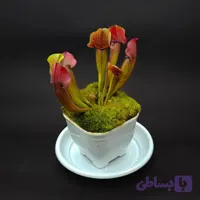 گیاه طبیعی ساراسنیا حشره خوار نژاد مارون(سایز2)