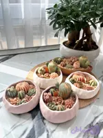 باغچه گرد کاکتوس شمعی