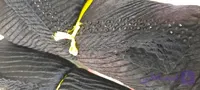 روسری پلیسه قواره ۱۲۵،دور نگین جنس درجه یک