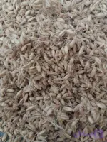 جوانه گندم آسیاب نشده ۱۰ کیلویی