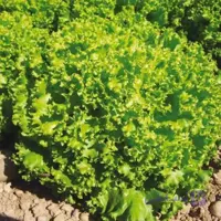 بذر کاهو فرانسوی سبز (کاهو فر سبز، لولو بیوندا) پاکت 5000 عددی