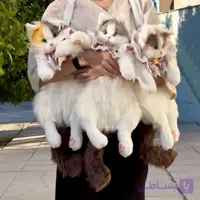 کوله عروسکی گربه پشمالو