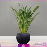 استرلیتزیا با گلدان فایبرگلاس مشکی طرحدار