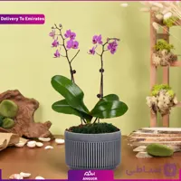 گلدان ارکیده مینی بنفش (دبی و امارات)