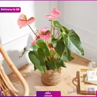 (Delivery to UK) Pink anthurium